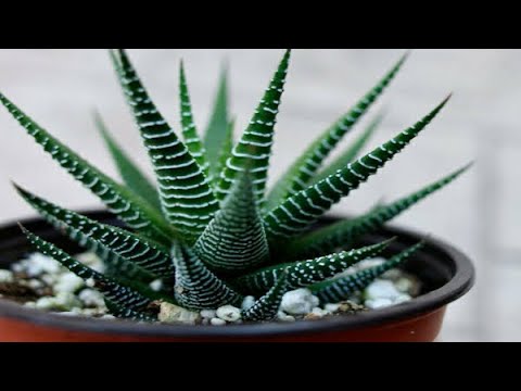 Видео: ПЕРЕСАДКА ХАВОРТИИ