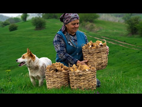 Видео: Сморчки - Сбор и Приготовление