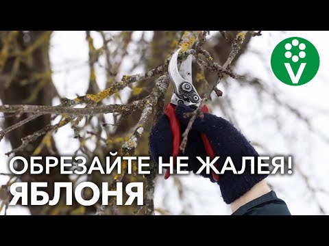 Видео: ЕСТЬ ЯБЛОНЯ, НО НЕТ УРОЖАЯ? РАСКРЫВАЕМ СЕКРЕТ ОБРЕЗКИ!