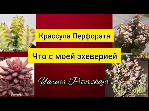 Видео: Крассула перфората. Что с моей эхеверией.