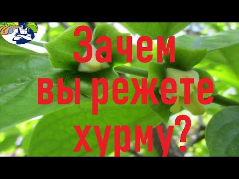 Видео: Зачем вы режете хурму?