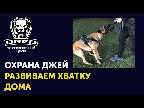 Видео: Занятие на охрану №3 | Как научить кусаться овчарку малинуа | Школа для собак DRED |  ЗКС