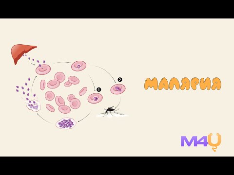 Видео: Малярия. От этиологии и жизненного цикла до лечения