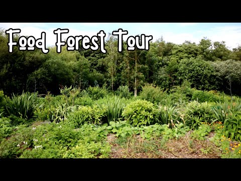 Видео: Лесной гастрономический тур по Великобритании – Зона 9a – Умеренный климат – Лесной сад