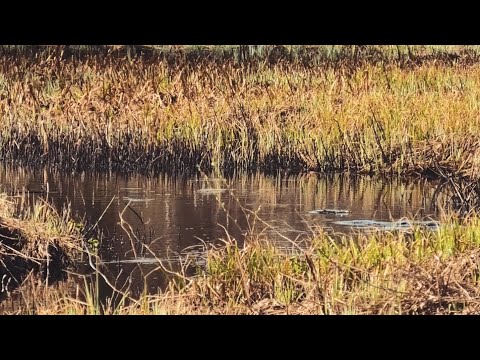 Видео: Любимую рыбу ловим всей деревней. Апрельская уклейка