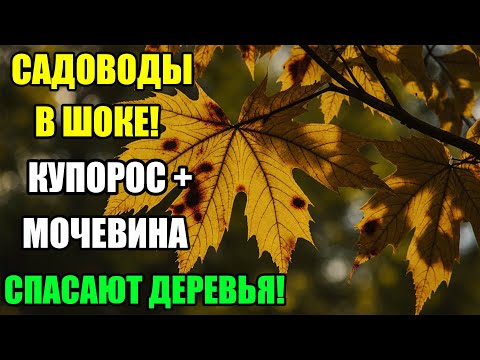 Видео: Что будет, если обработать сад купоросом и мочевиной осенью?Проверенный метод защиты