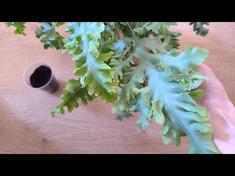 Видео: Спасаю как могу папоротник Флебодиум Давана