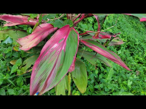 Видео: #24. Похід на саму високу гору острову Пхукет. Джунглі поряд з Біг Буда.ч¹