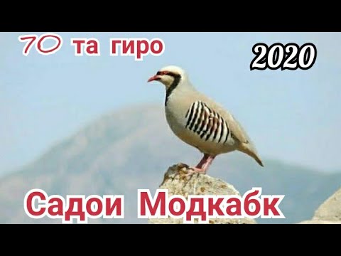 Видео: Садои Модкабки Шикори 70 та гиро аз н.Дарвоз. Голос птиц как поёт горная Куропатка. Кеклик вТаджикис