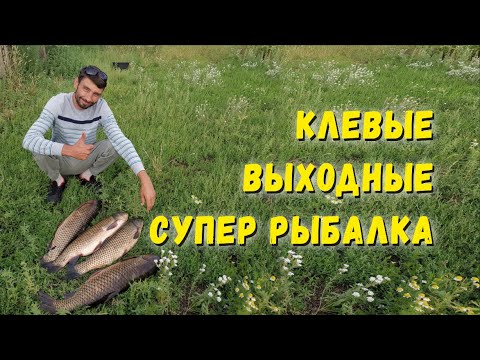 Видео: Клёвая рыбалка на Белого Амура - Настоящие трофеи