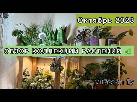 Видео: 🌿ОБЗОР ВСЕЙ КОЛЛЕКЦИИ РАСТЕНИЙ🌿 | ОКТЯБРЬ 2023 | МОЕ ЛЮБИМОЕ ЦВЕТОЧНОЕ ЦАРСТВО💚💚💚