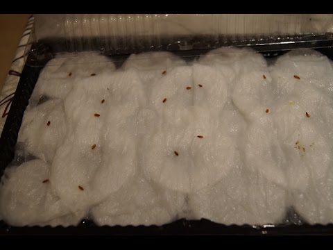 Видео: СЕЕМ ПЕЛАРГОНИЮ ( Ч. 1.)