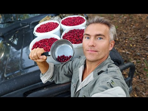 Видео: Клюква сама залетала в ведро. Купание в лесном марийском озере в сентябре.