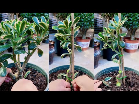 Видео: Легкий уход за суккулентами для начинающих — это ПРОСТО!