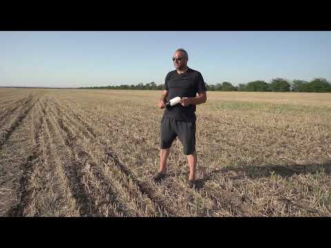 Видео: Соя в пустыне! Привет​⁠ Алексею Гридневу.@АлексейГридневКФХ