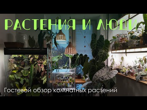 Видео: Снова в гости! Красивое размещение комнатных растений в интерьере. Ароидные, хои, флорариумы.