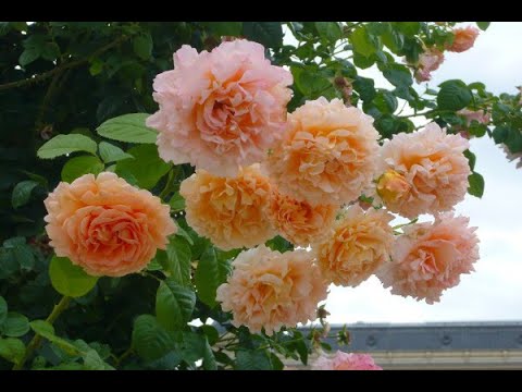 Видео: РОЗЫ, ЦВЕТУЩИЕ ВЕСЬ СЕЗОН. ЛУЧШИЕ СОРТА ПОСТОЯННО ЦВЕТУЩИХ РОЗ