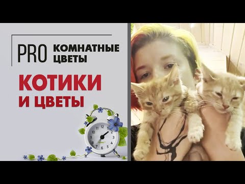 Видео: Котики и цветы. Ядовитые растения для животных. Какие растения опасны для котов.