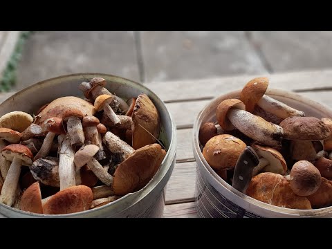 Видео: 8 жовтня 2025р. Грибочків багато😍😊❤️