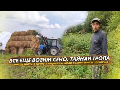 Видео: Все еще возим сено. Нашли тайную тропу в джунглях, когда обустраивали новое пастбище