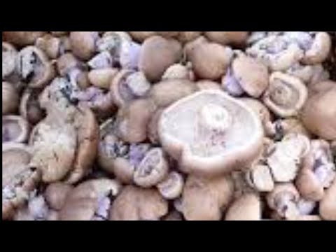 Видео: Тихая охота на синяков! рядовка лиловоногая или как говорят в народе синеножка 🍄‍🟫