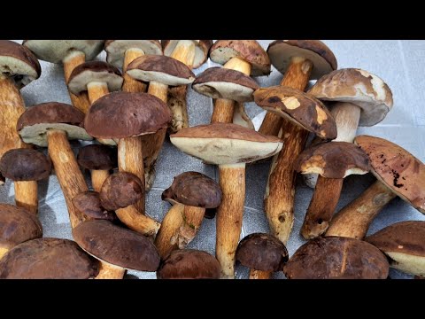 Видео: Первая волна польских боровиков в Беларуси-2025