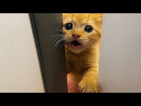 Видео: Измученный котёнок пришёл за едой... После кормления он вцепился в дверь когтями и умолял впустить