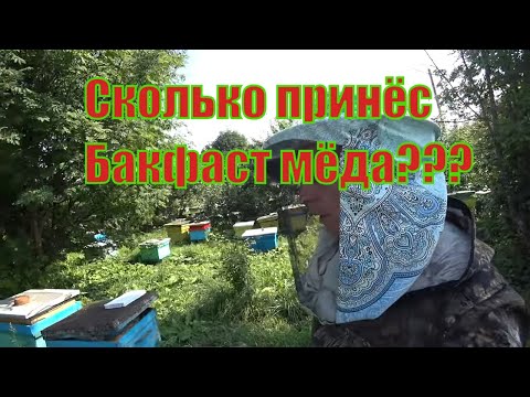 Видео: СКОЛЬКО ПРИНЁС МЁДА БАКФАСТ В УЛЬЕ РУТА НА СТАЦИОНАРНОЙ ПАСЕКЕ