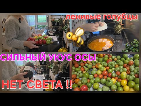 Видео: VLOG: Отключили свет в нашем городе‼️🫣ЛЕНИВЫЕ ГОЛУБЦЫ🐝СИЛЬНЫЙ УКУС ОСЫ ЗА ЯЗЫК #помидоры&НОВАЯ ПРЯЖА