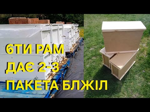 Видео: З 6ти рамника можна взяти 2-3 пакети бджіл якщо добре пряцювати! #пчеловодствов6тирамочныхульях