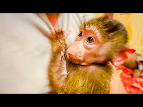 Видео: Это конечно ЖЕСТЬ! Маня не только не отпускает Влада ни на минуту, но даже реагирует на слово ПАПА))