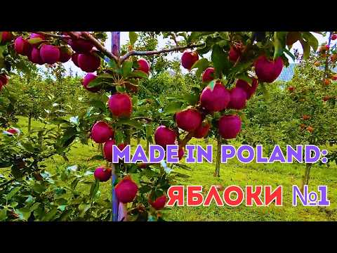 Видео: 🍎Почему ПОЛЬСКИЕ яблоки знают во всем МИРЕ!? Поляки умеют выращивать лучшее! ПОЛЬША-🍏🍎🍏столица ЕС.