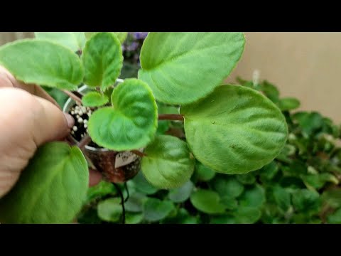 Видео: Выращивание деток фиалок