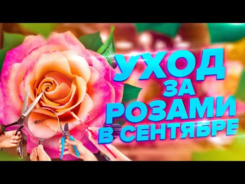 Видео: КАК СПАСТИ РОЗЫ ОТ БОЛЕЗНЕЙ. УХОД ЗА РОЗАМИ В СЕНТЯБРЕ