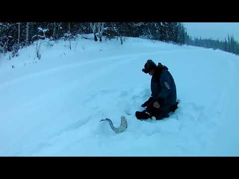 Видео: Налим на реке КАТАНГА