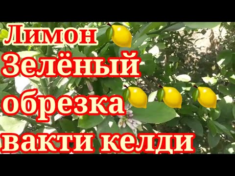 Видео: Лимонда зелёный обрезка буйича дехконимиздан тулик малумот. @realmavzu