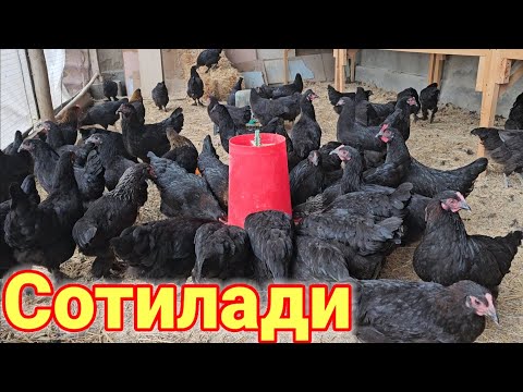 Видео: 6 ойлик кора товуклар сотилади