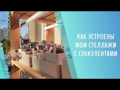 Видео: Устройство стеллажей домашней коллекции суккулентов 🌱 Как живут мои эхеверии и другие растения