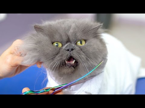 Видео: Вы будете поражены этой милой кошкой !! ❤️🐱милый + яростный