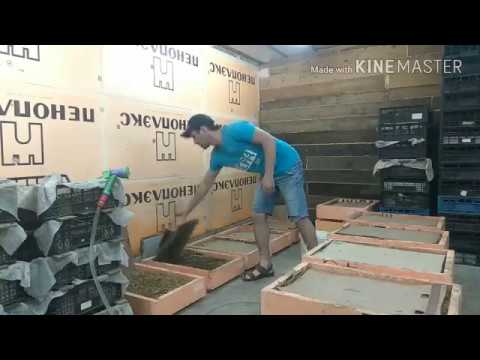 Видео: Кормление маточного червя