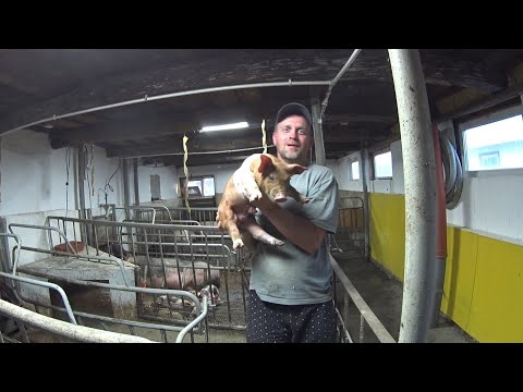 Видео: 455‼️Вес поросят гигантов в 10 дней‼️Результат шокировал‼️