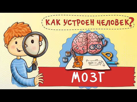 Видео: Как устроен человек. Как работает твой мозг – центр управления нашим организмом!