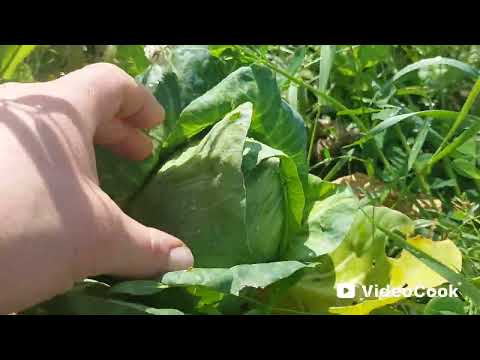 Видео: Наши 8,4 сотки🏡Перцы 🌶️ бушуют. Будут новые розочки 🌹Супруг старается, молодец👍