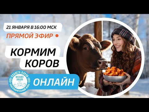 Видео: КОРМЛЕНИЕ КОРОВ ОНЛАЙН | Планете коров