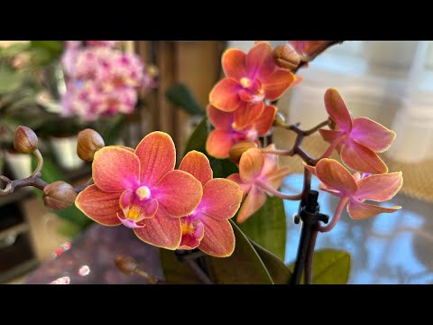 Видео: Новая Орхидея из обзора