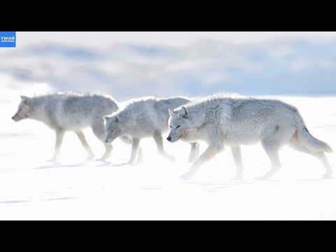 Видео: Полярные ВОЛКИ – настоящие экстремалы Арктики! Белые волки в деле!
