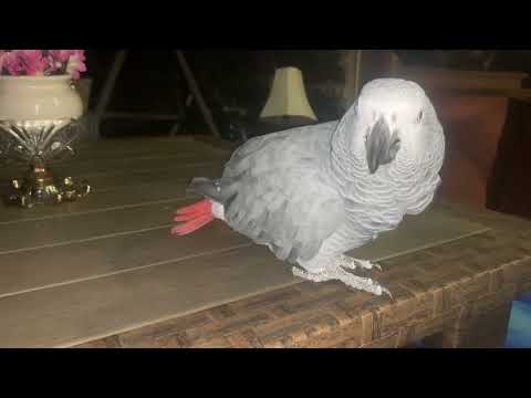 Видео: Вы хотите завести  Попугая Жако? Что вы должны знать, делюсь 22 летним опытом ❤️❤️1 часть
