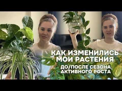 Видео: Мои комнатные растения после сезона активного роста💚🪴