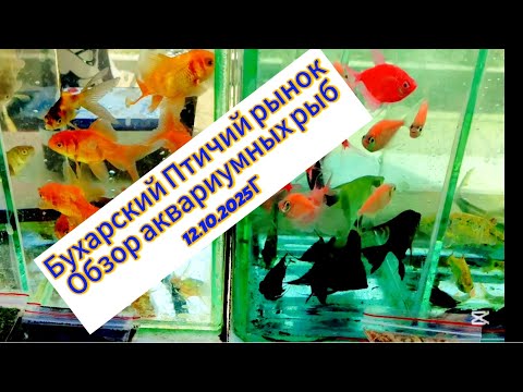 Видео: Обзор птичего рынка г.Бухары 12 октября 2025 г.