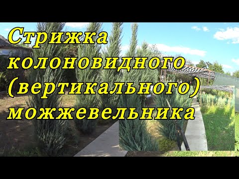 Видео: Стрижка (формирование) колоновидного (вертикального) можжевельника.